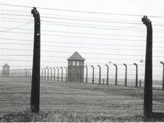 barbelés ... birkenau